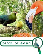 Birds Of Eden
